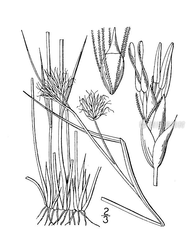 古植物学植物插图:Rynchospora fusca, Brown Beaked rush